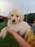 Piesek Golden retriever