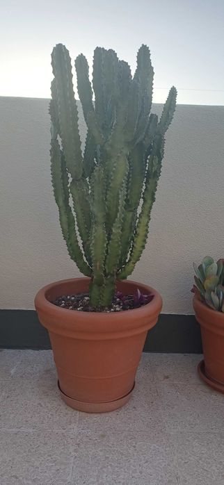 Cacto euphorbia com 1 metro altura e 40cm largura