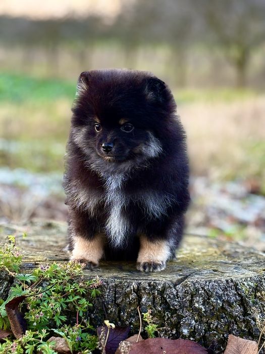 Słodkie Pomeranian - chłopiec i dziewczynka w pięknym kolorze