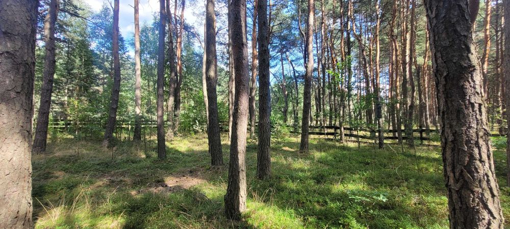 Działka rekreacyjna leśna Przybynów