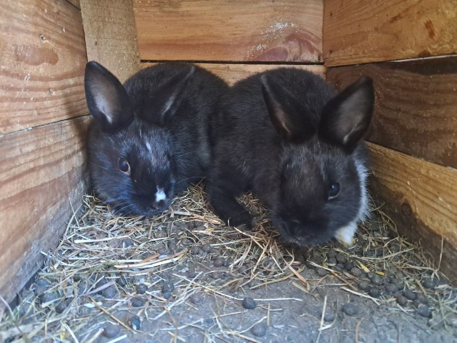 króliki miniaturki gotowe do odbioru