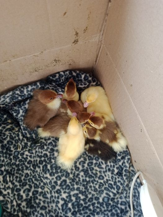 Продам каченят шепунів