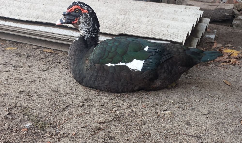 Мускусні качури,качки.