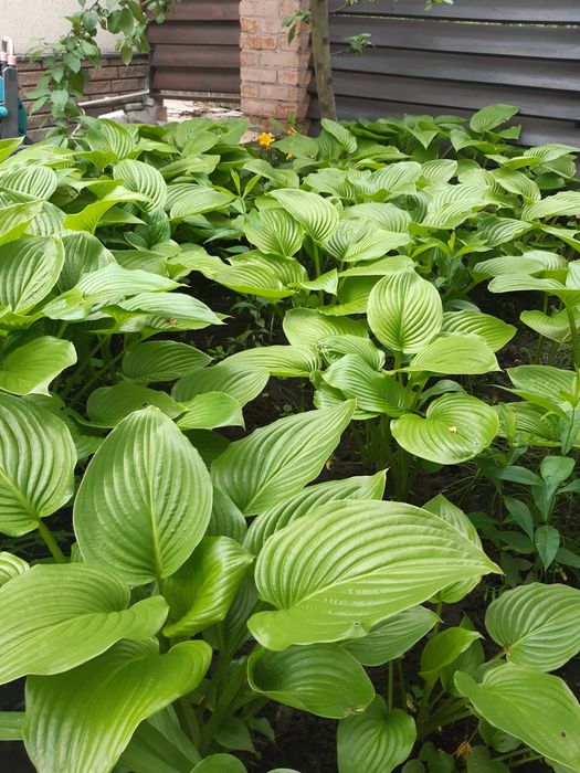 Продам хосты садовую