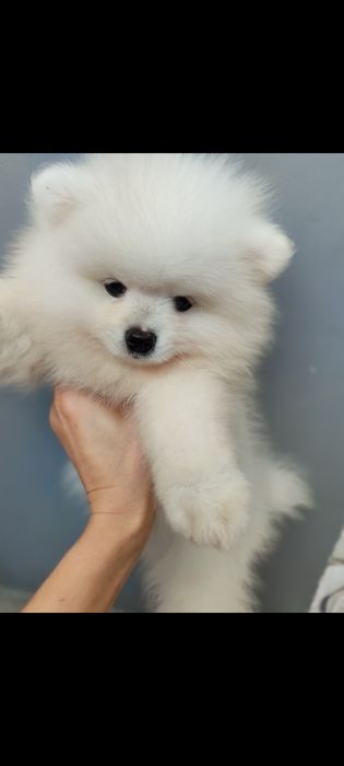 Бусинки померанского шпицы