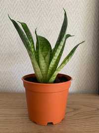 Sansewieria gwinejska rozetowa Sansevieria Hahnii