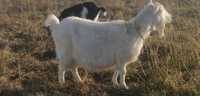 Кози молочные парованные  Англо-Нубийским 100% козлом