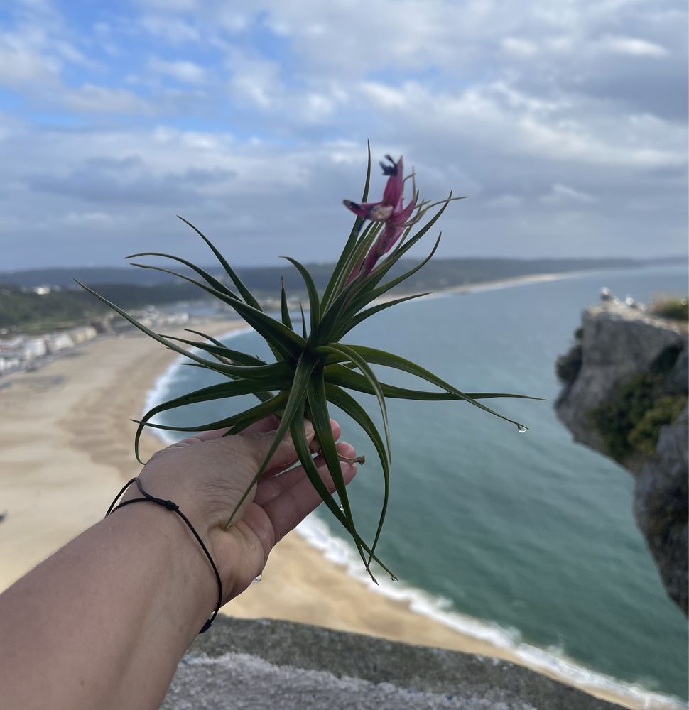 Tillandsia _ Plantas aéreas (unidade ou colónia)