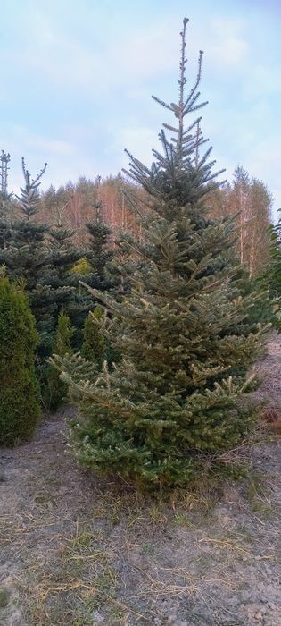 Jodła Koreańska 200cm-300cm