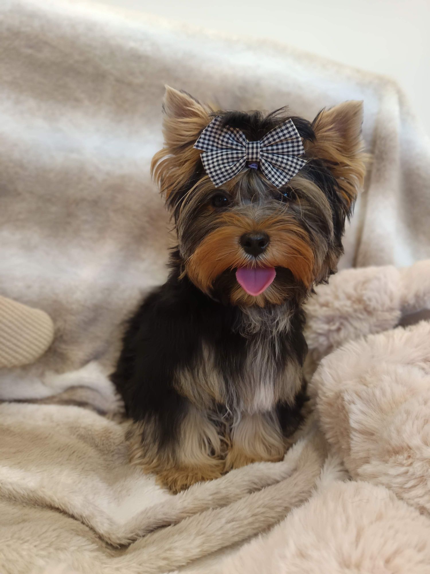 Yorkshire terrier