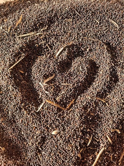 Насіння капусти кейл (кале)