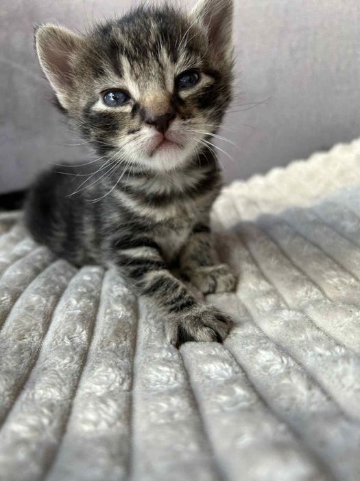 Oddam kotki 8 tygodniowe