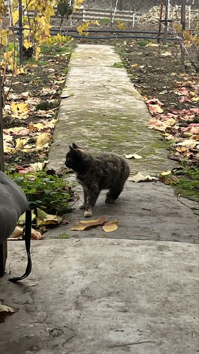 Кошеня дівчинка заберіть будь ласка