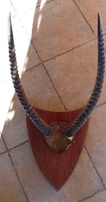 Hastes de Palanca Preta e de Songue ( Antílope) antigas