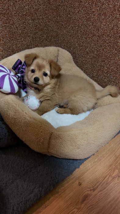 piesek suczka szczeniak