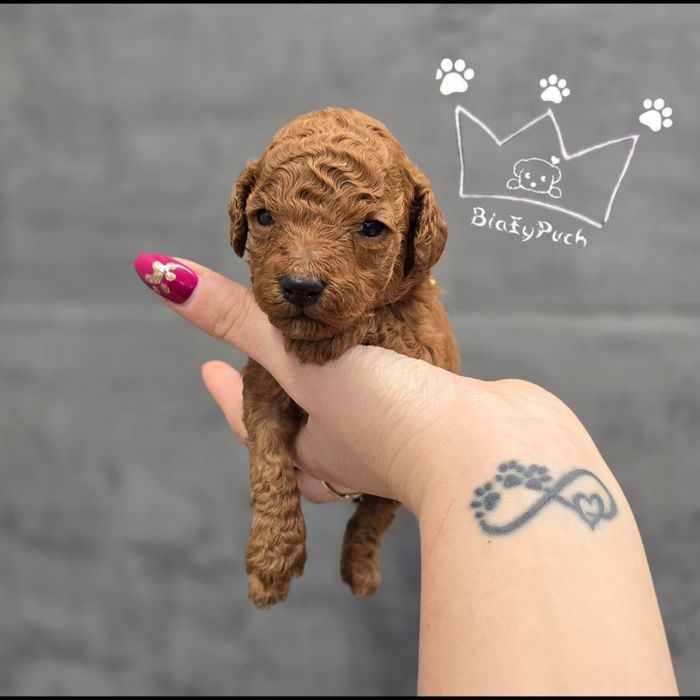 Pudel toy  OSTATNIA SUCZKA red grudzien badania wyprawka paszpor