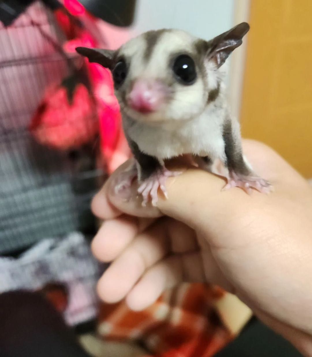 Lotopałanka karłowata sugar glider