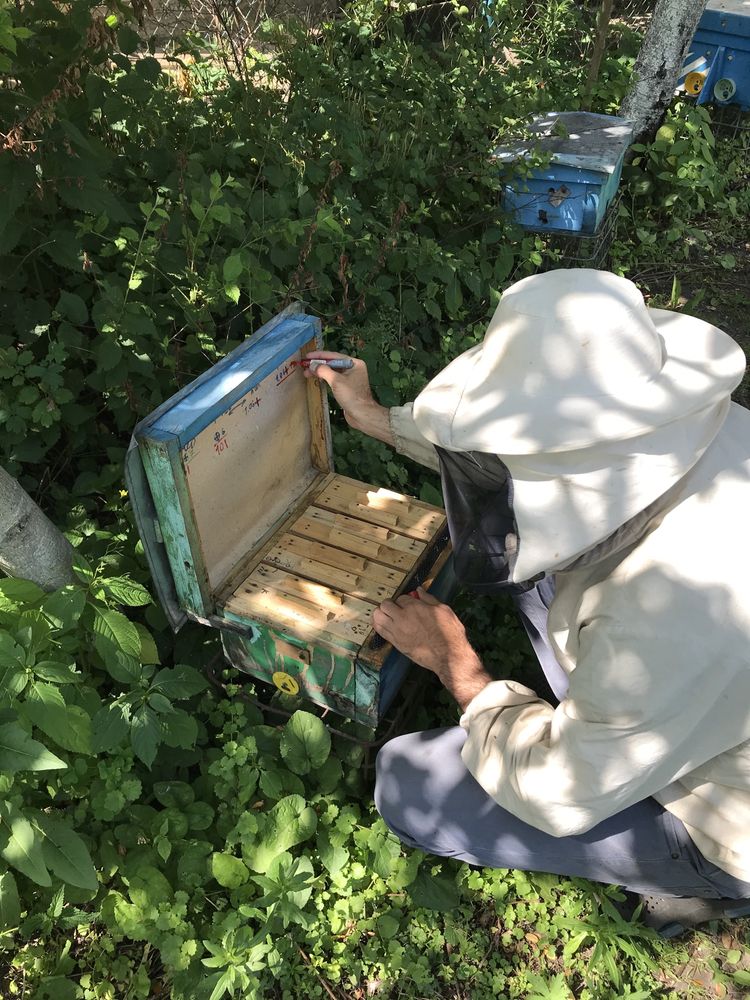 нуклеуси закарпатьского типу