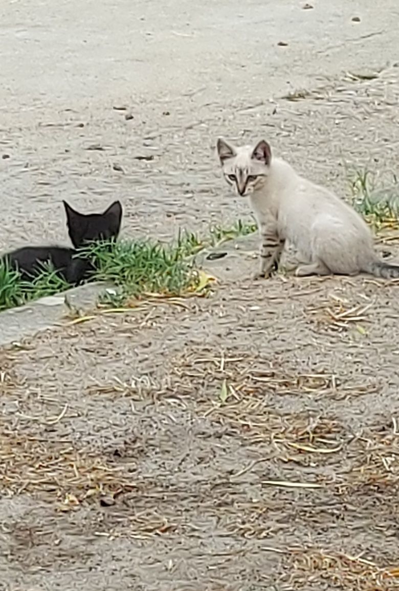 Gatos para adoção urgente!!