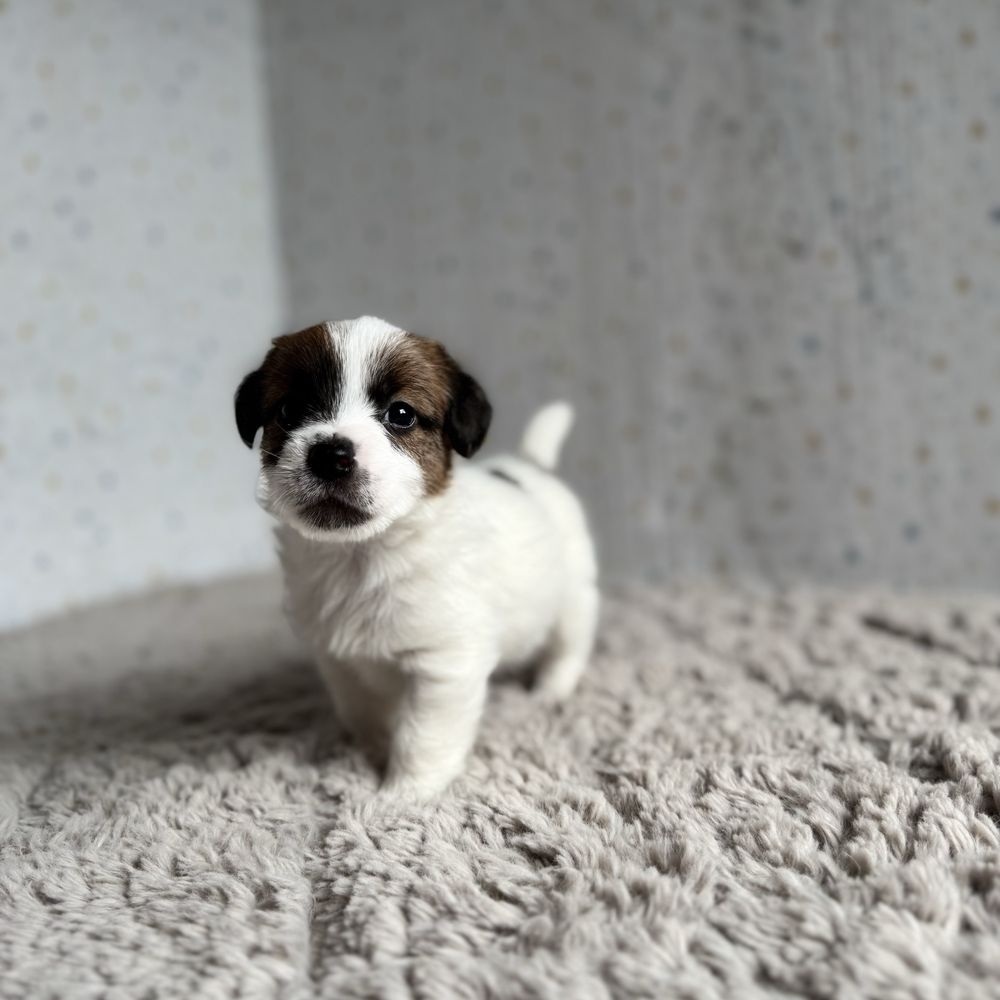 Jack Russell Terrier- biało-brązowy piesek z rodowodem FCI