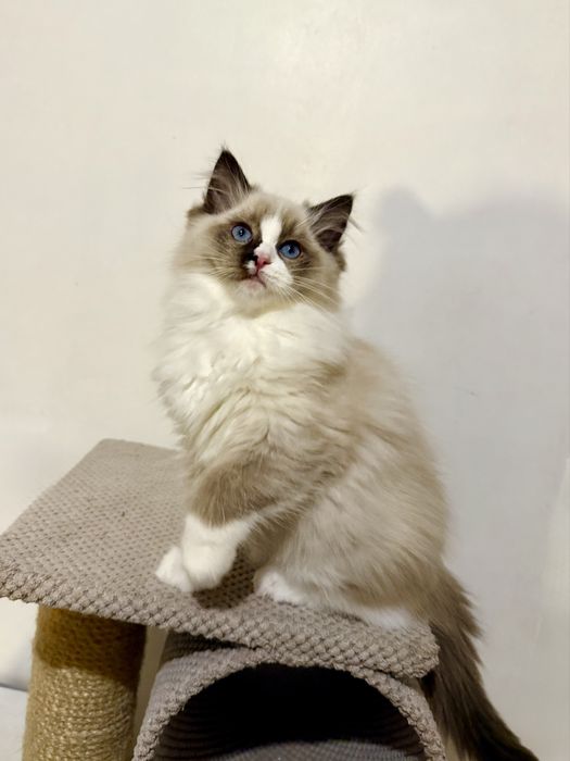 Kotka Ragdoll z rodowodem FPL