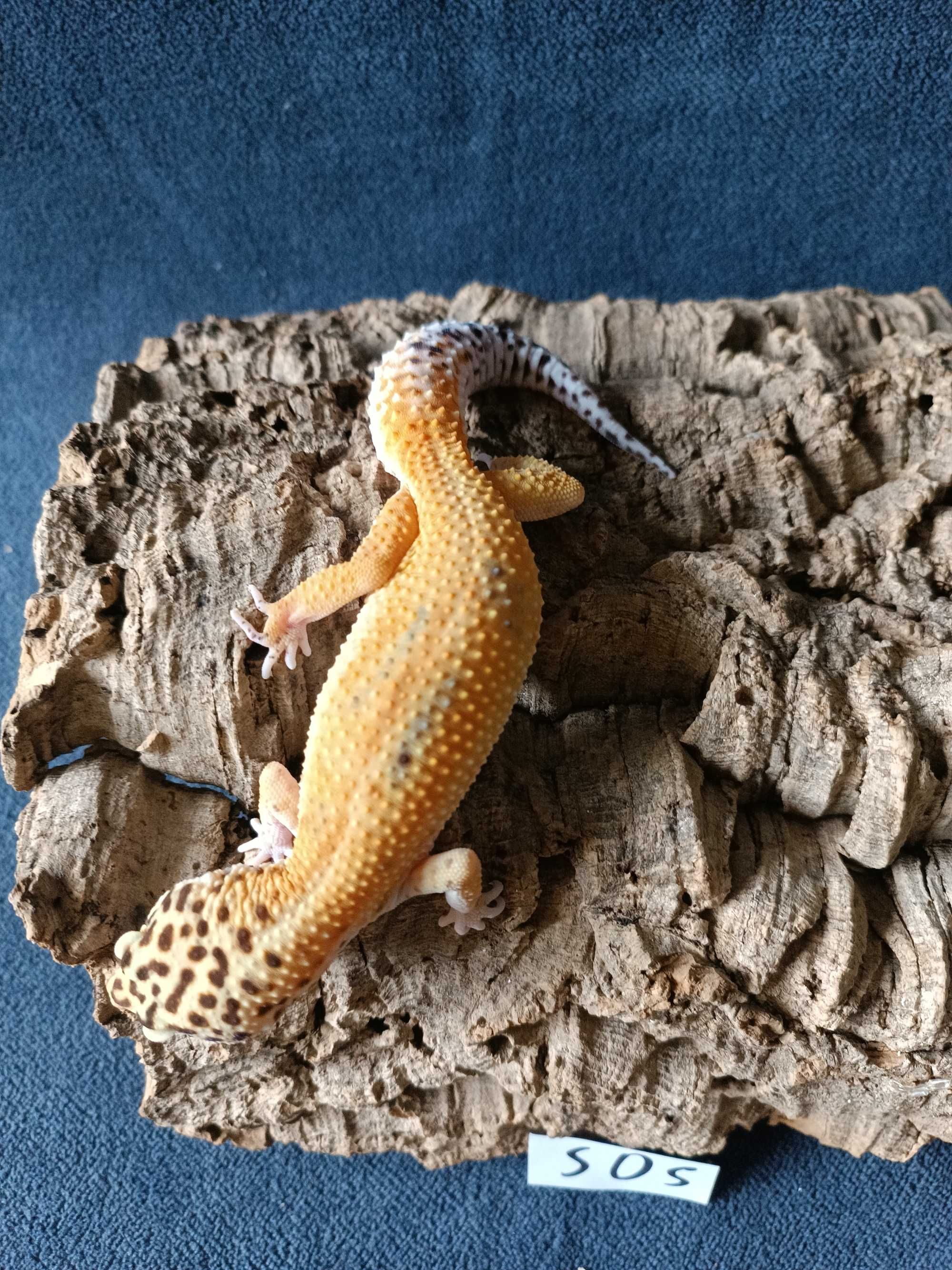 Gekon lamparci Id : [S0S] Więcej informacji w opisie