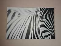 Modny, czaro biały obraz Zebra 80 x 120 cm