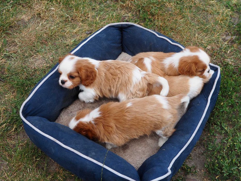 Cavalier King Charles Spaniel