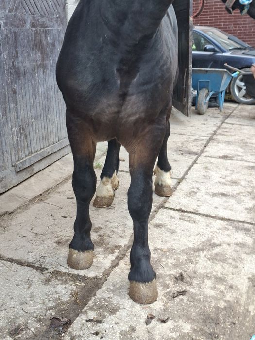 Sprzedam konia zimnokrwisty