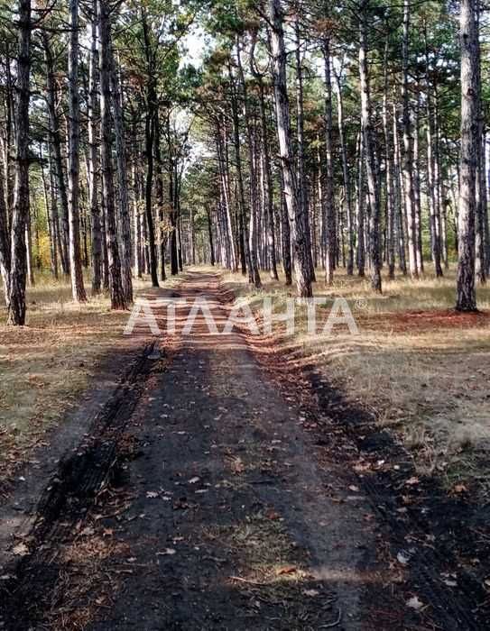 Участок в Лесках,  на морской стороне, вокруг сосновый лес,