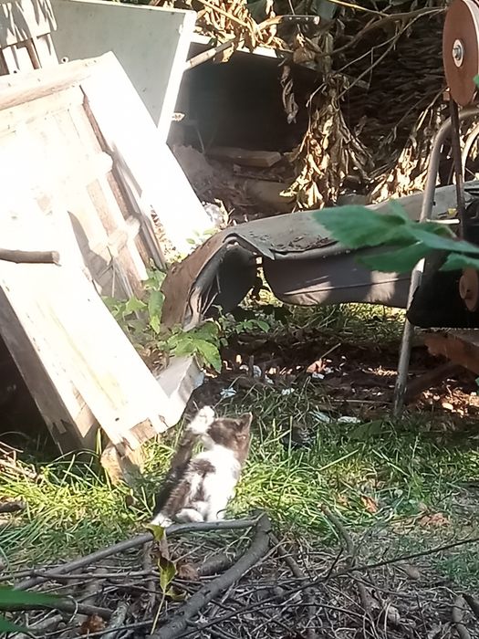 Oddam śliczne  kotki za darmo