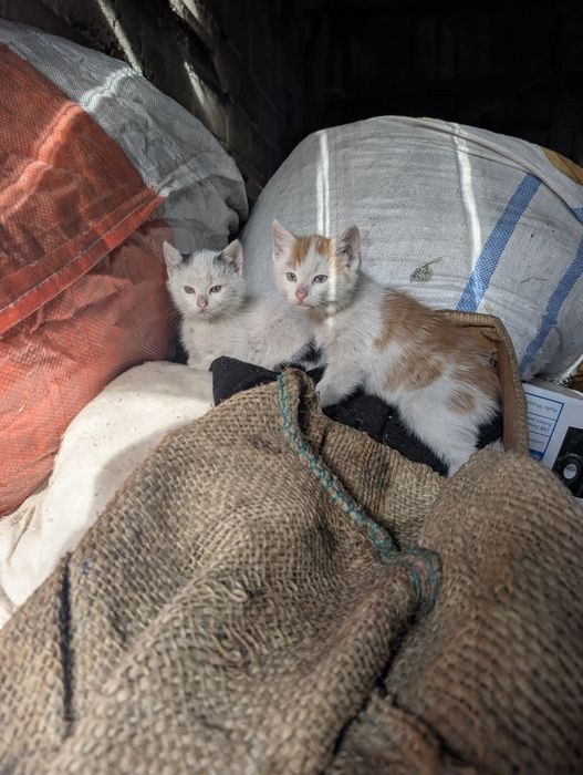 Oddam kotki w dobre ręce