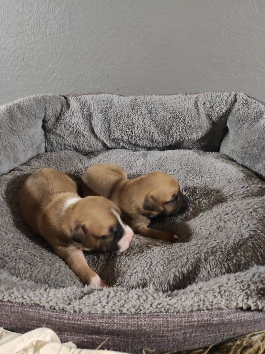 Чистокровные щенки американского питбультерьера