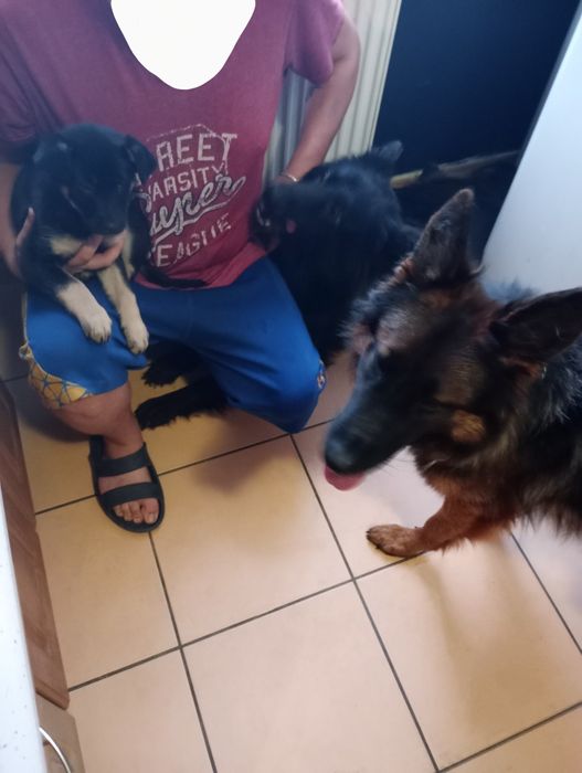 Szczenię Owczarka Niemieckiego