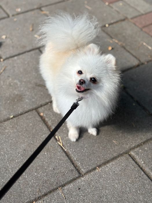 Szpic Miniaturowy Typ MISIA