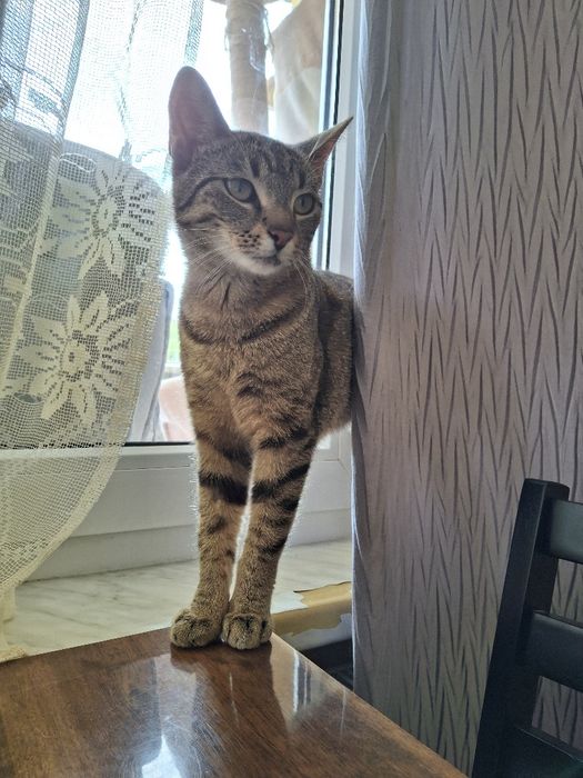 BELLA poleca się do dopcji