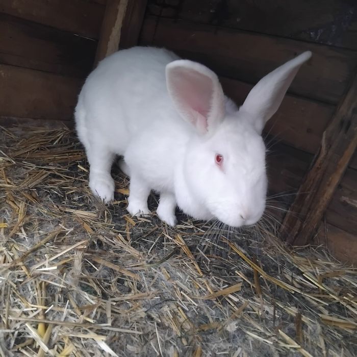 Sprzedam samice dwuroczną