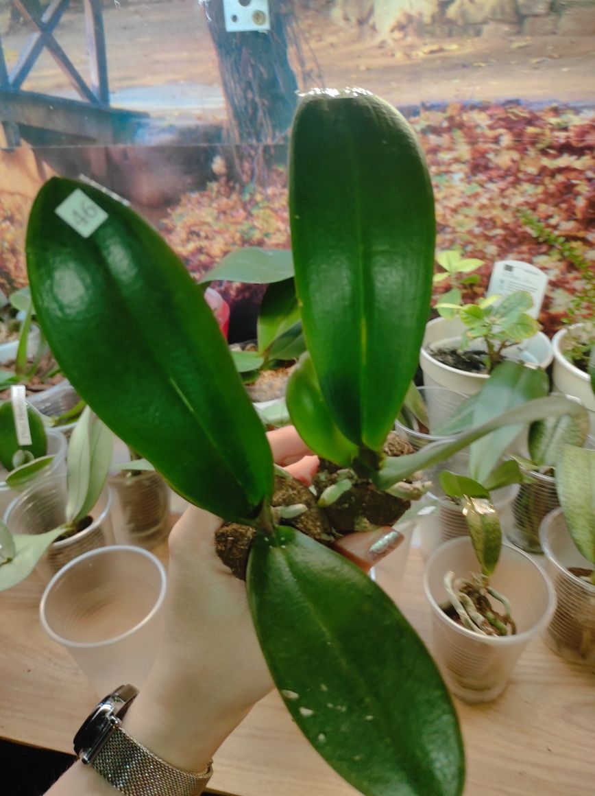 Орхідея фаленопсис сорт Bayamo 1,7