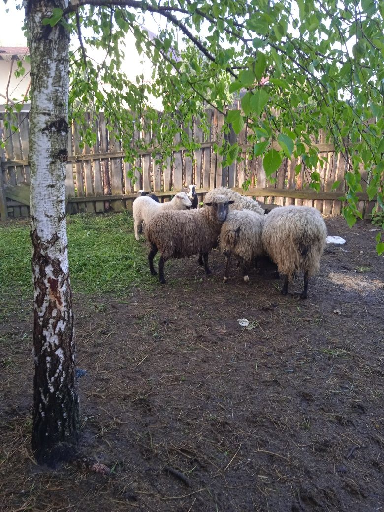 Продам вівці з ягнятами
