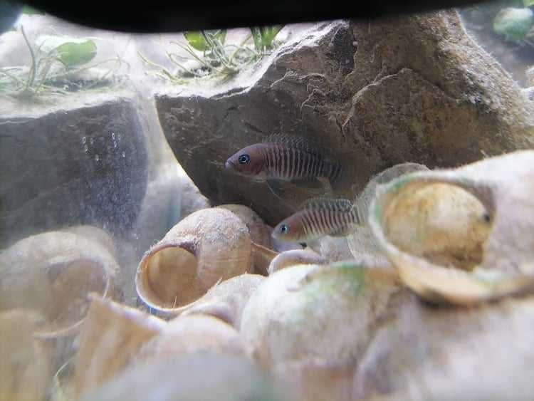 Neolamprologus Multifaciatus 2 pary Muszlowiec Wielopręgi