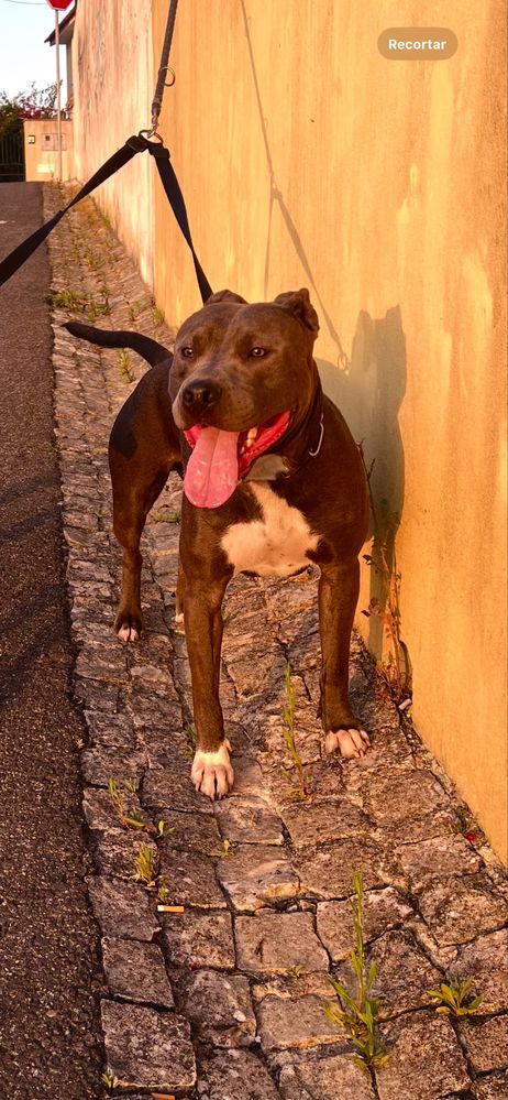 Doação de um pit bull de um ano e seis meses.