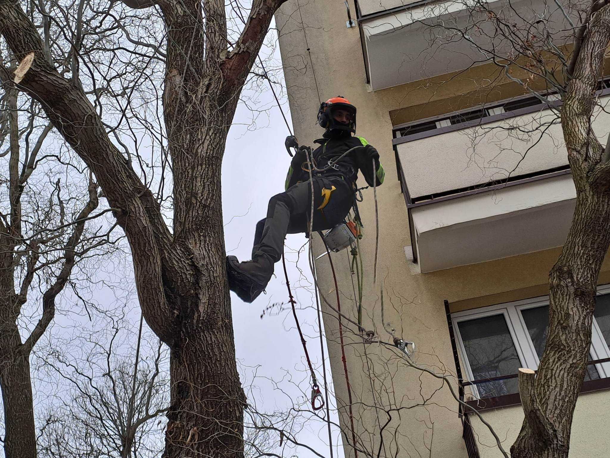 WYCINKA DRZEW metodą alpinistyczną, pielęgnacja korony, frezowanie pni