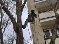 WYCINKA DRZEW metodą alpinistyczną, pielęgnacja korony, frezowanie pni