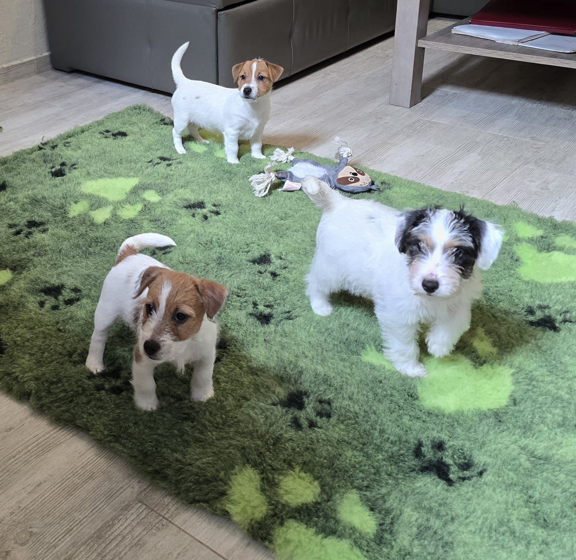 Jack Russell Terrier ZKwP FCI