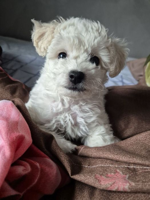 Цуценята Бішон Фрізе