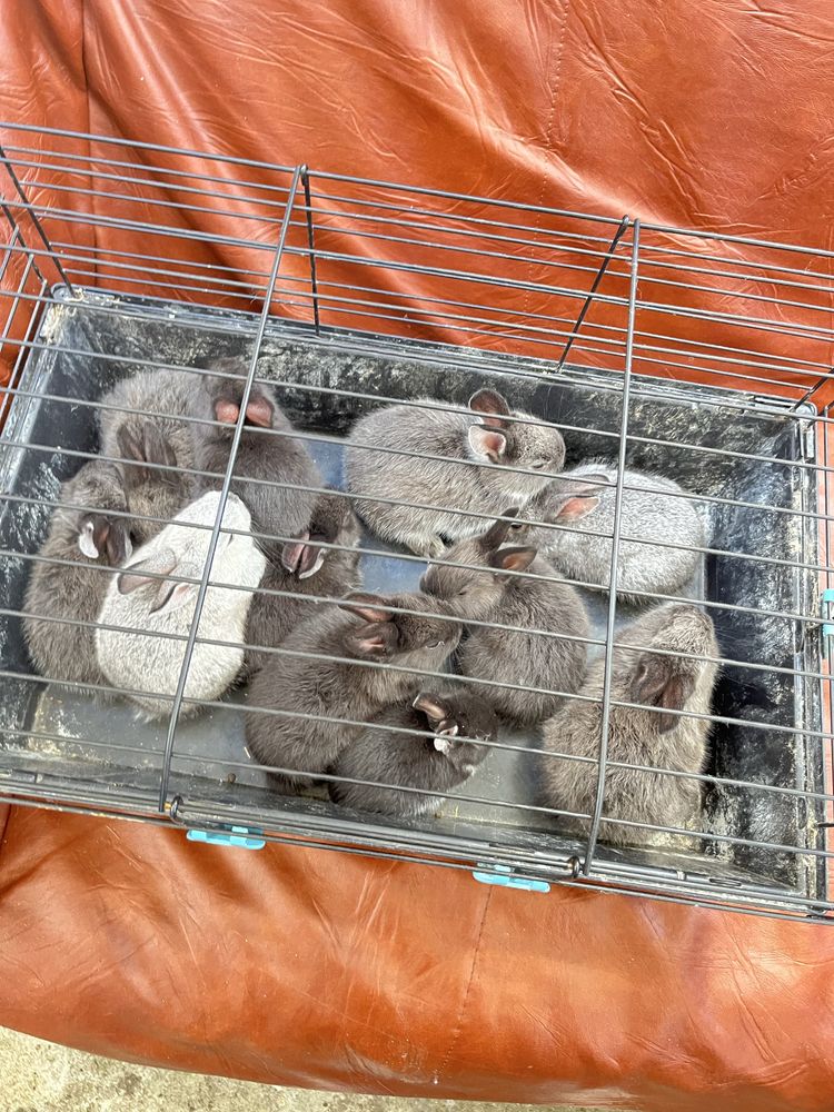 coelhos domesticados