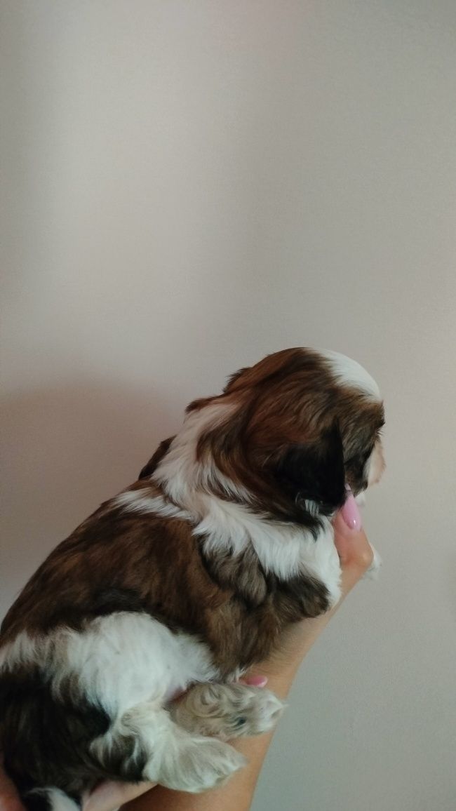 Piesek shih tzu - rezerwacja
