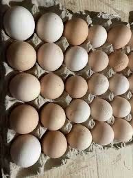 Курячі яйця домашні для споживання і для інкубатора