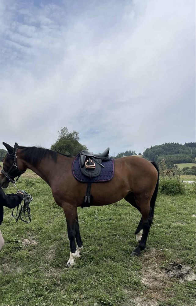 Siodło ujeżdzeniowe firmy Premier Equine