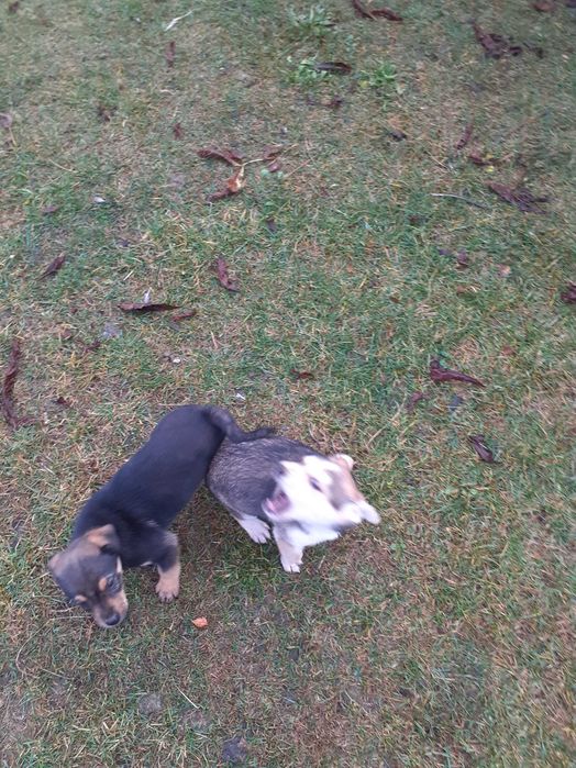 dwa szczeniaki ,pieski